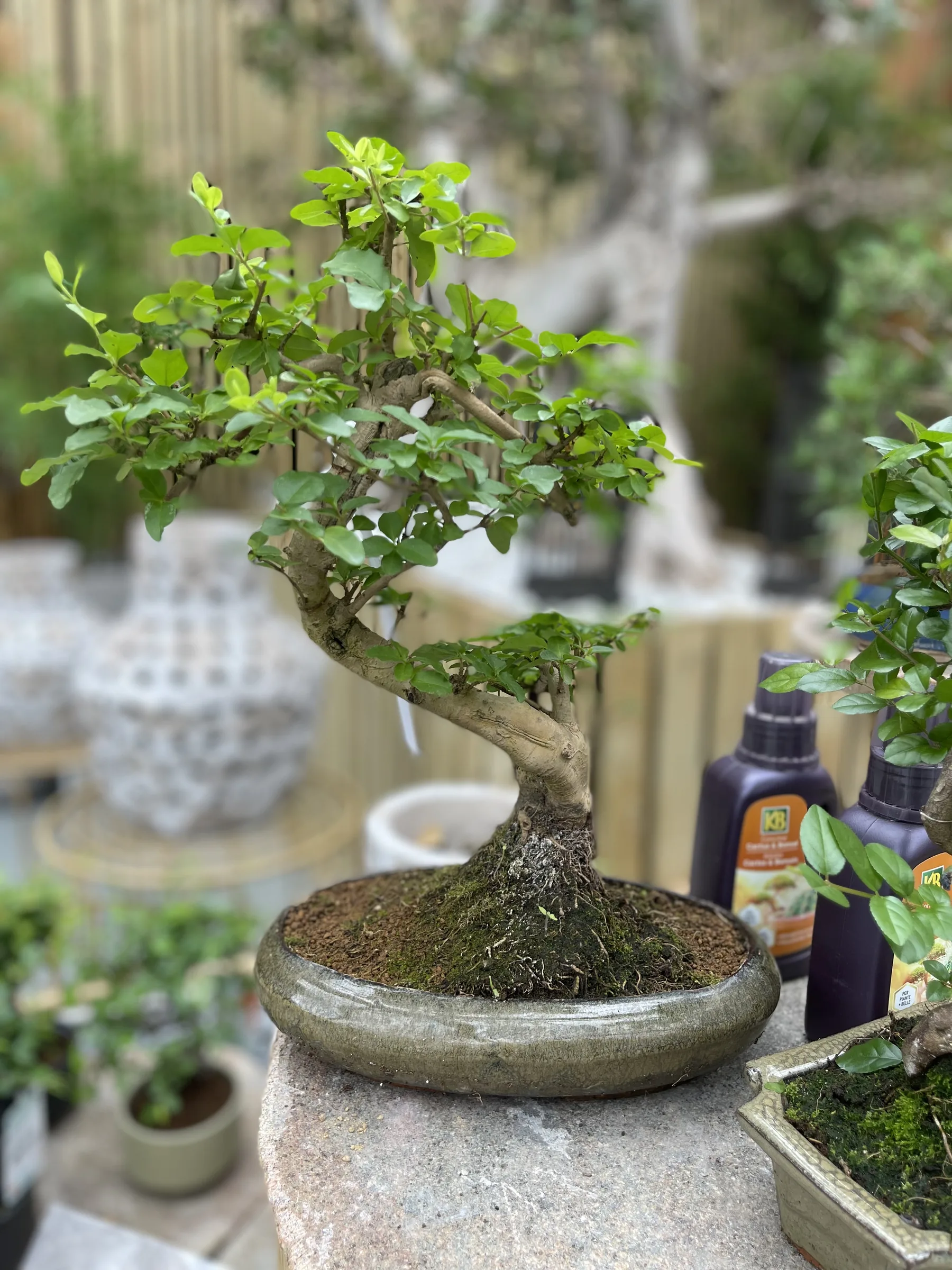 Un bonsai in vaso basso su un piedistallo di pietra, con i flaconi di concime fuori fuoco alle spalle
