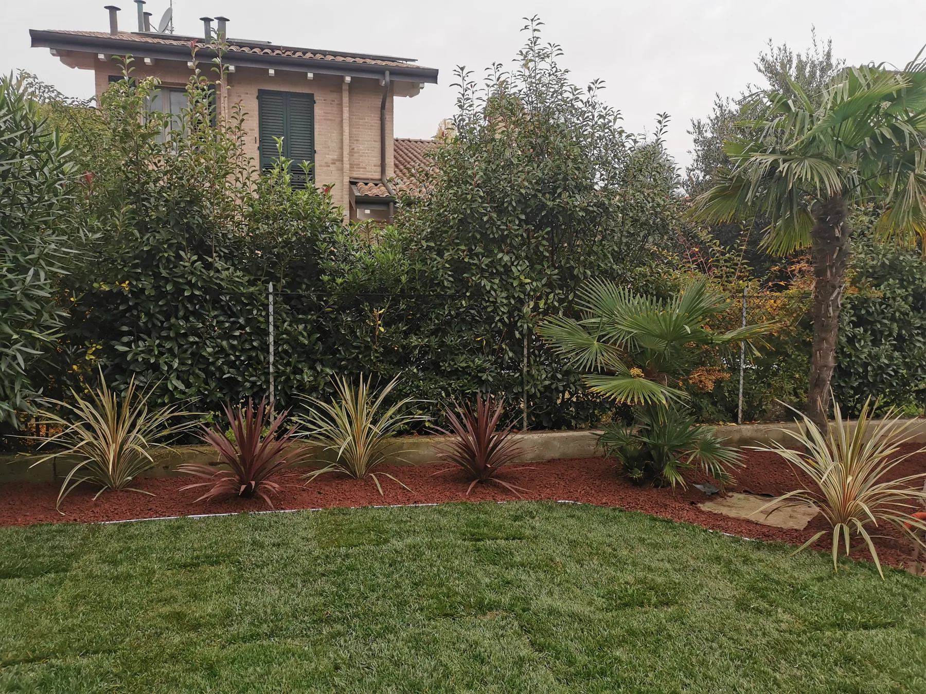 Aiuola nuova lungo un prato appena posato, con pacciamatura rossa, phormium e palme davanti a una siepe alta