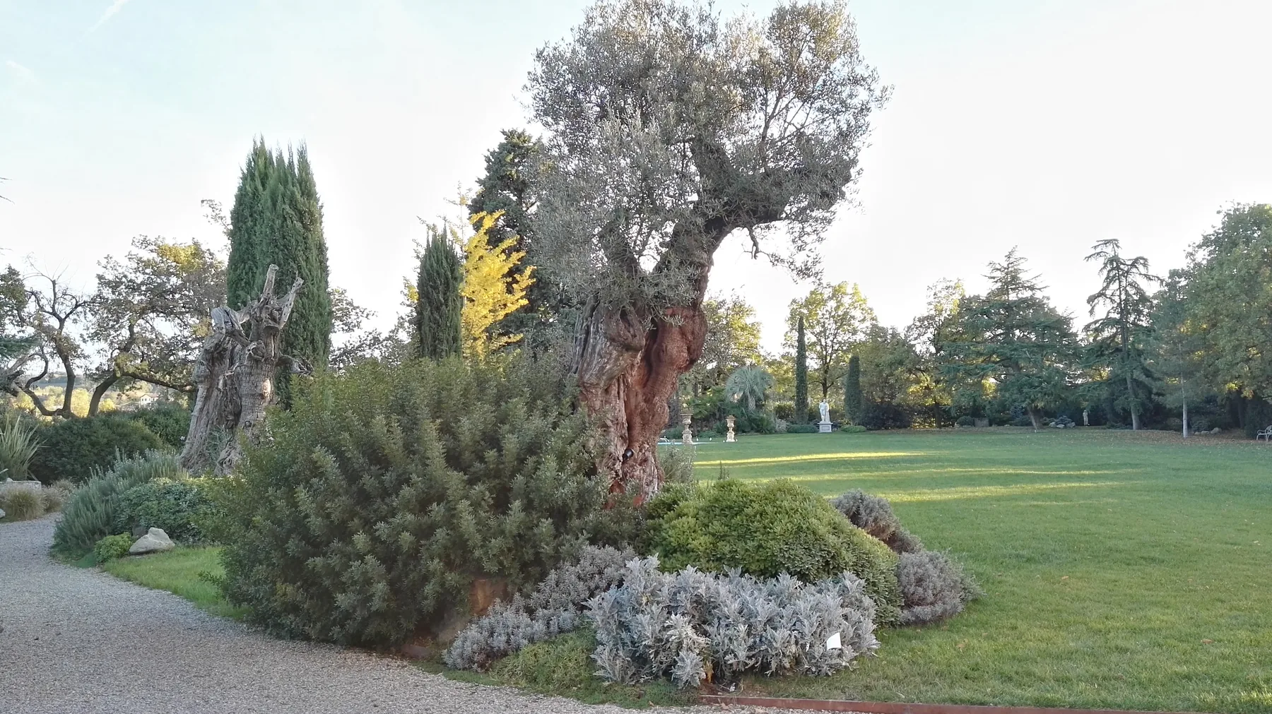 Olivo secolare su un'aiuola di cuscini argentati e lavanda, al margine di un prato con i cipressi sul fondo