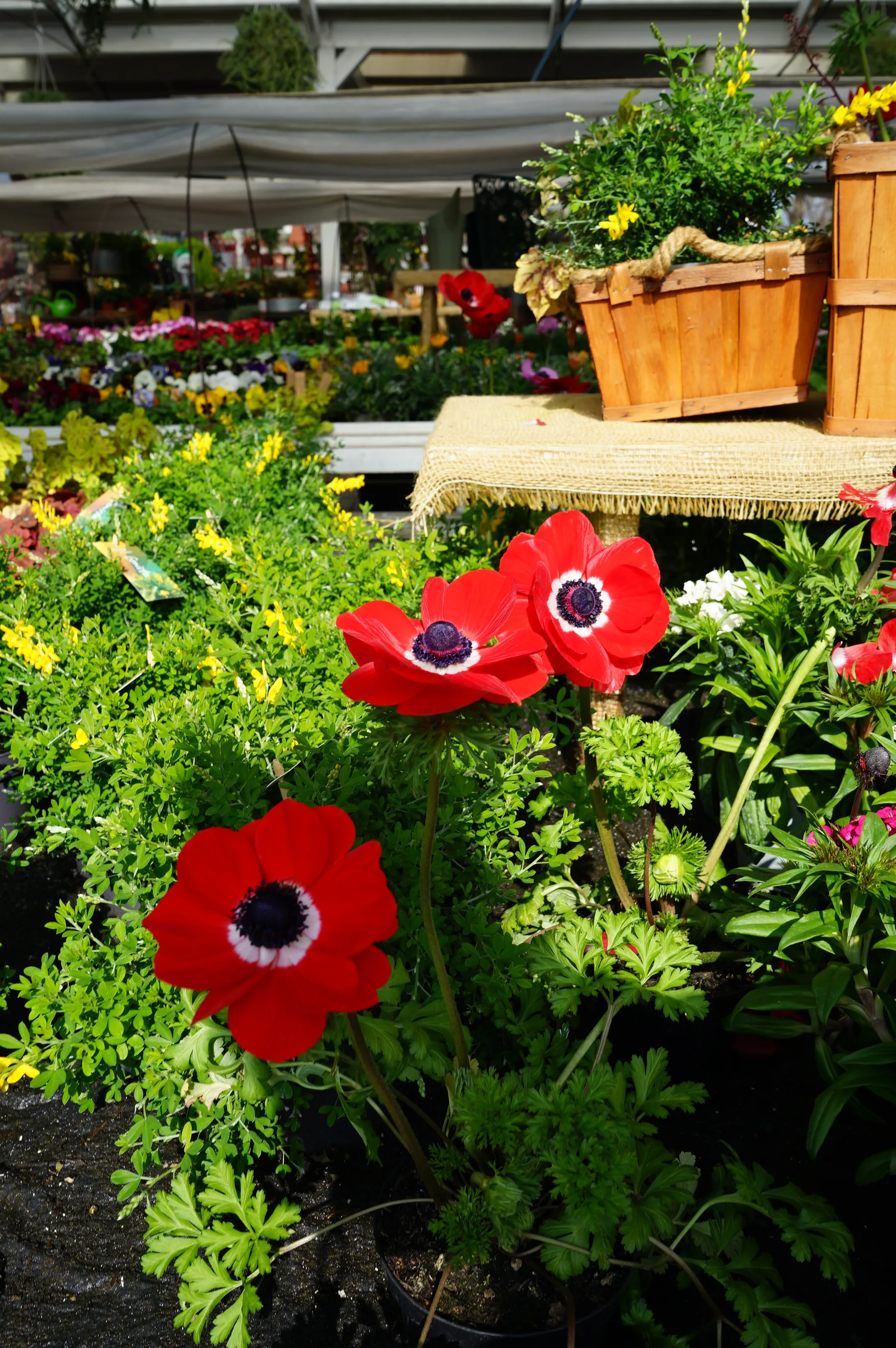 Anemoni rossi a centro nero fra il verde di un banco del vivaio