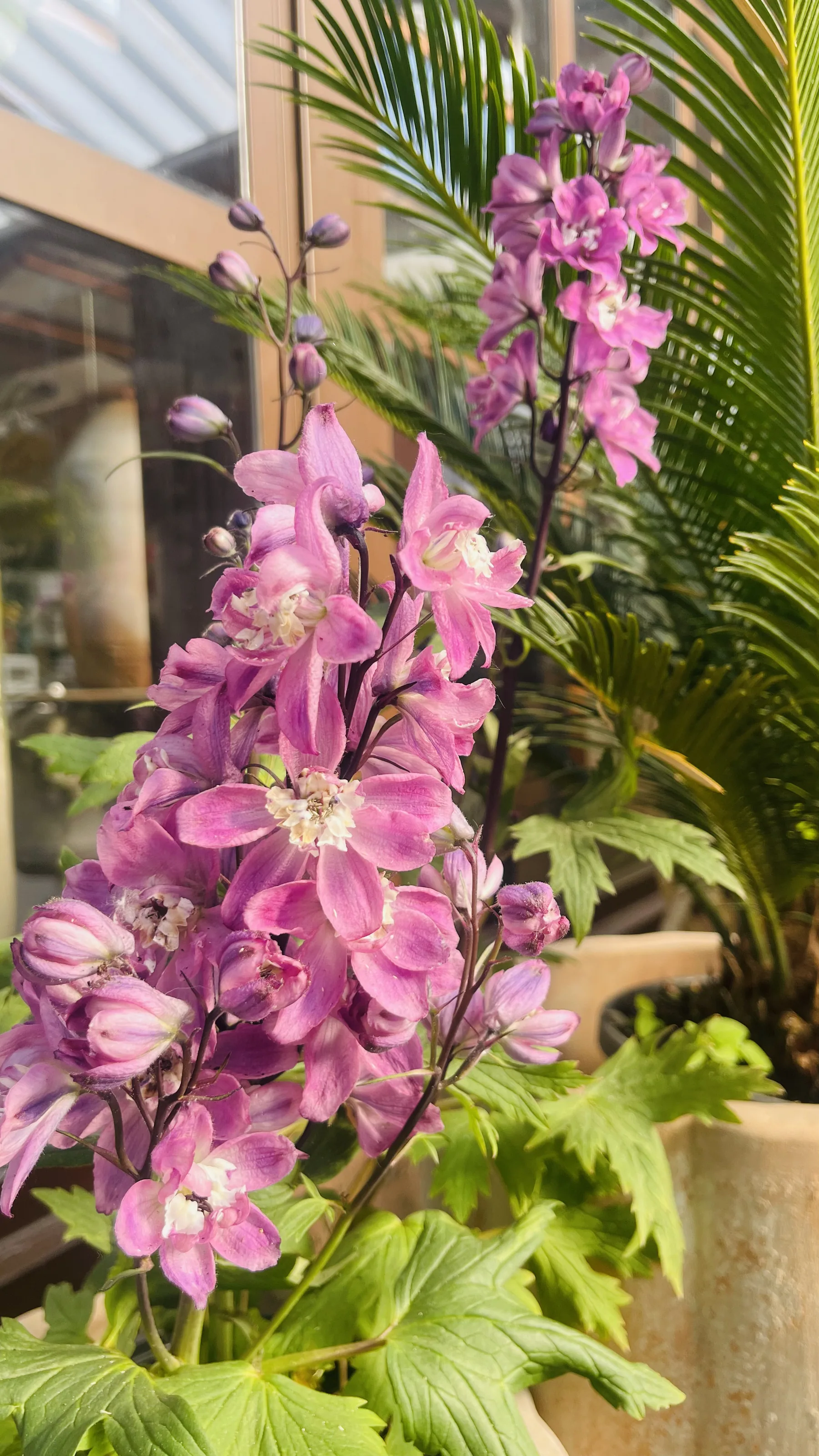 Spiga di fiori rosa e lilla davanti a una palma in vaso
