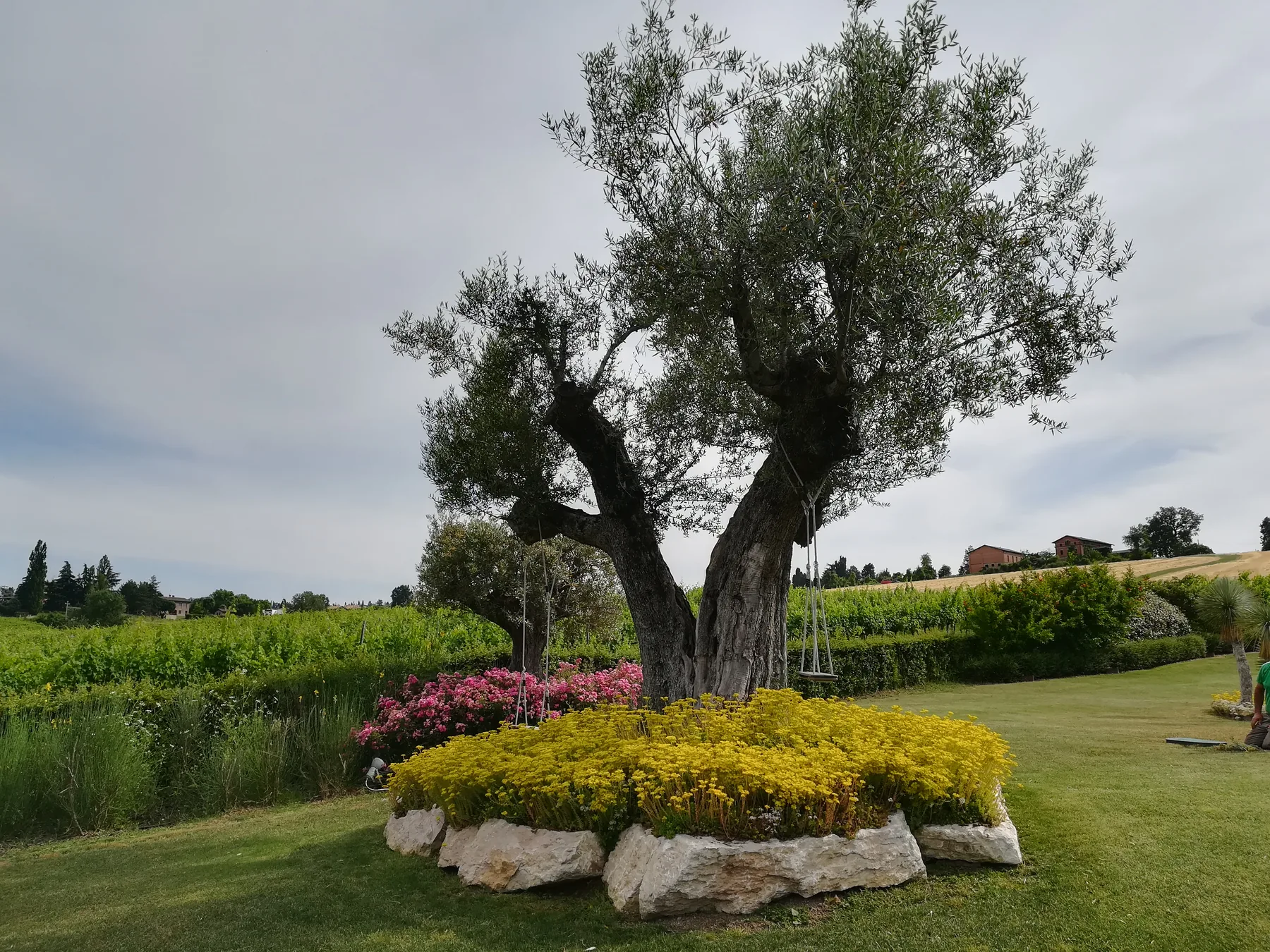Olivo secolare su un'aiuola rotonda di fiori gialli e rosa bordata di pietre bianche, in mezzo a un prato di campagna