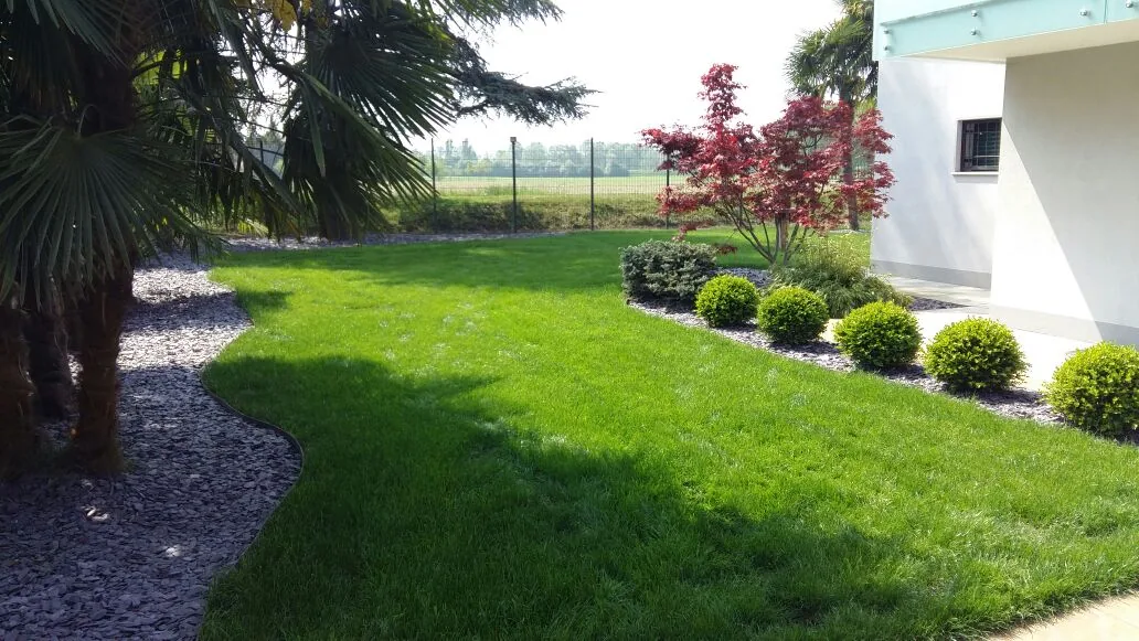 Prato che curva fra una bordura di scaglie d'ardesia con una palma e un'aiuola di bossi, accanto a una casa bianca