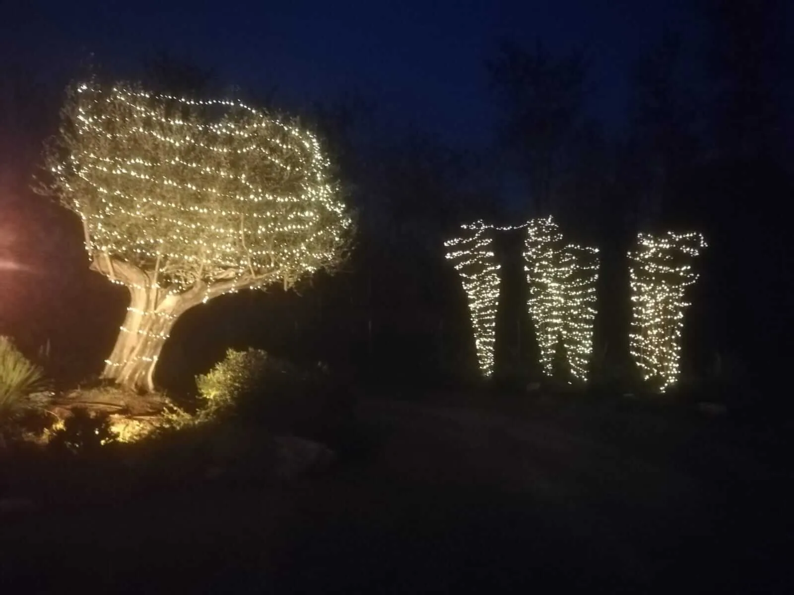 Un olivo e tre cipressi avvolti di luci bianche nel buio di un giardino