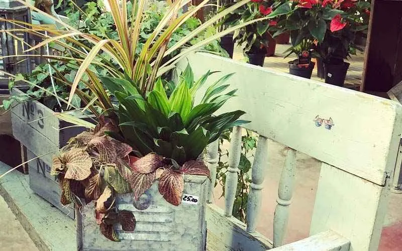 Composizione di dracene e fittonie in un cesto di latta, appoggiata su una panchina di legno verde chiaro fra le stelle di Natale