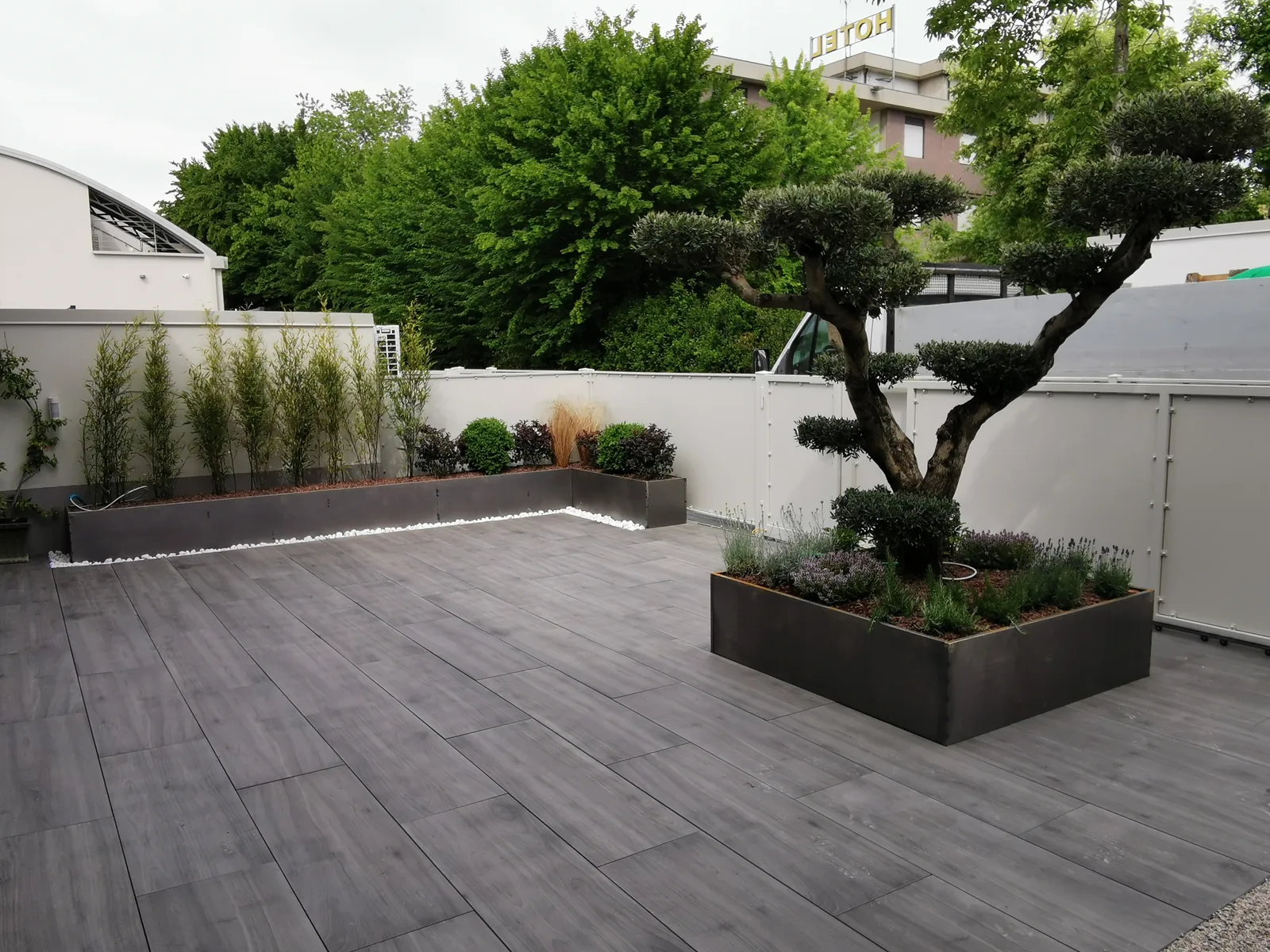 Terrazzo con pavimento in listoni grigi effetto legno, un pino potato a nuvole in una fioriera scura e fioriere basse lungo il muro