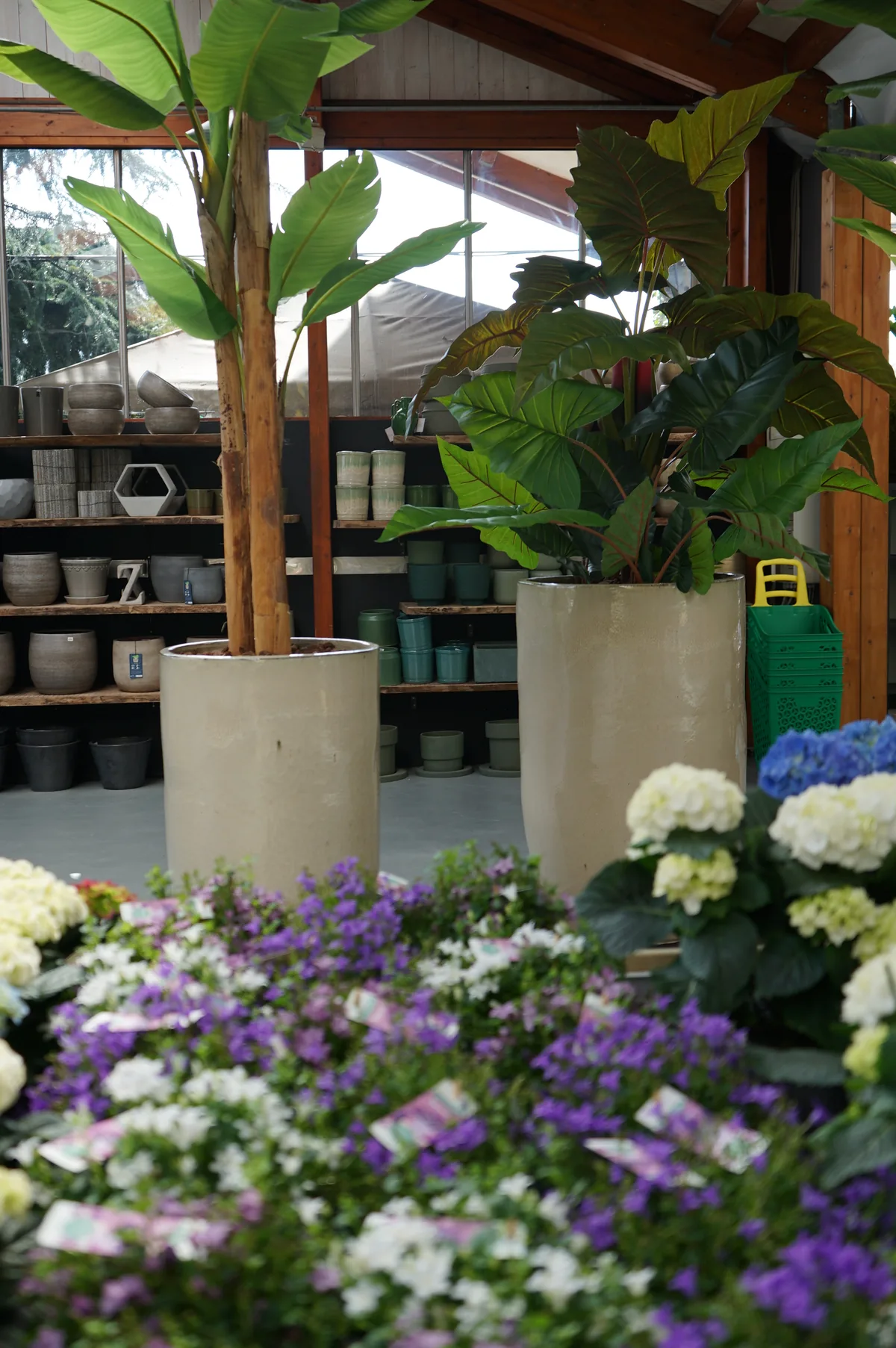 Piante verdi alte in grandi portavasi di cemento, con davanti fioriture viola e bianche e ortensie azzurre