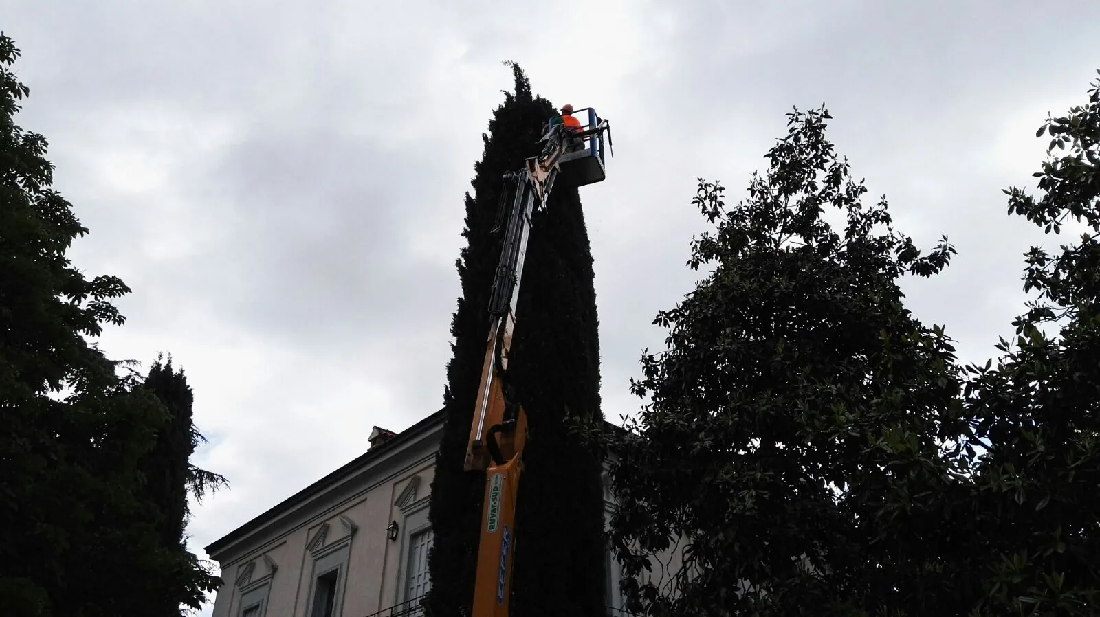 Cipresso alto potato da un cestello elevatore, con un operatore in cima, fra una magnolia e il tetto di una villa, contro un cielo coperto