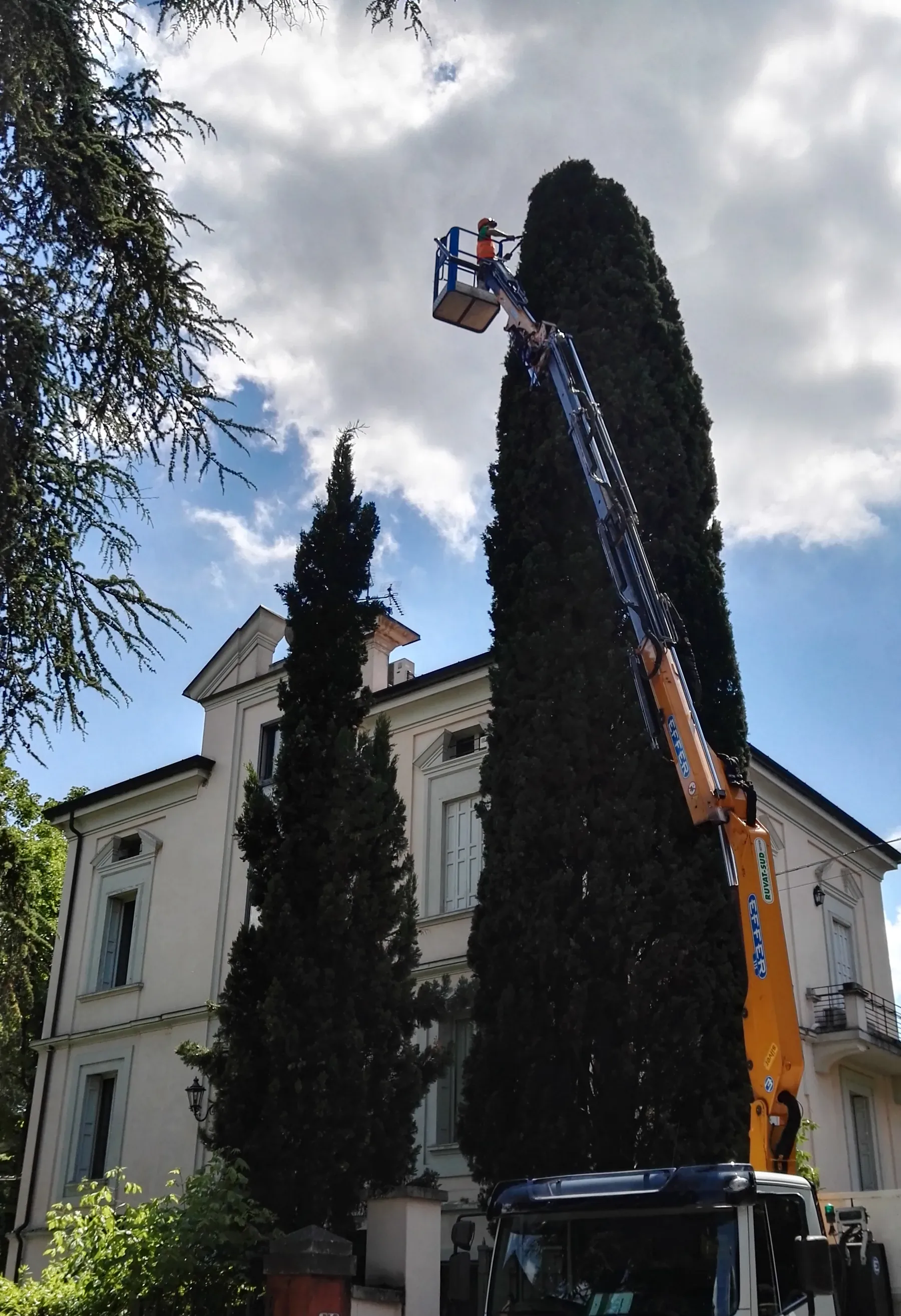 Cestello elevatore alzato fino alla cima di un cipresso davanti a una villa d'epoca, con l'operatore che pota