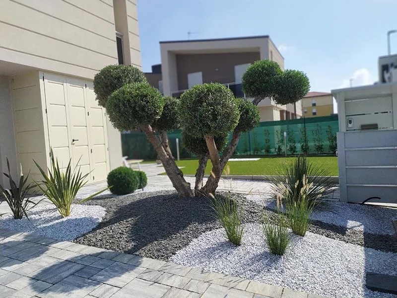 Olivi potati a nuvola in un'aiuola di ghiaia bianca e ardesia, con graminacee e sfere di bosso, davanti a una casa moderna