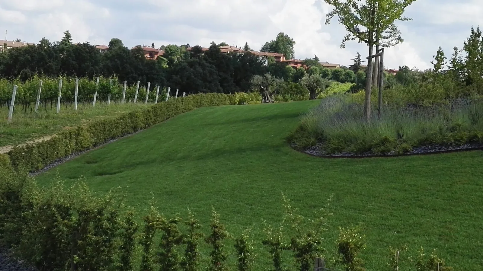 Prato che curva fra una siepe bassa appena piantata e un'aiuola di lavande, con il vigneto sulla collina dietro