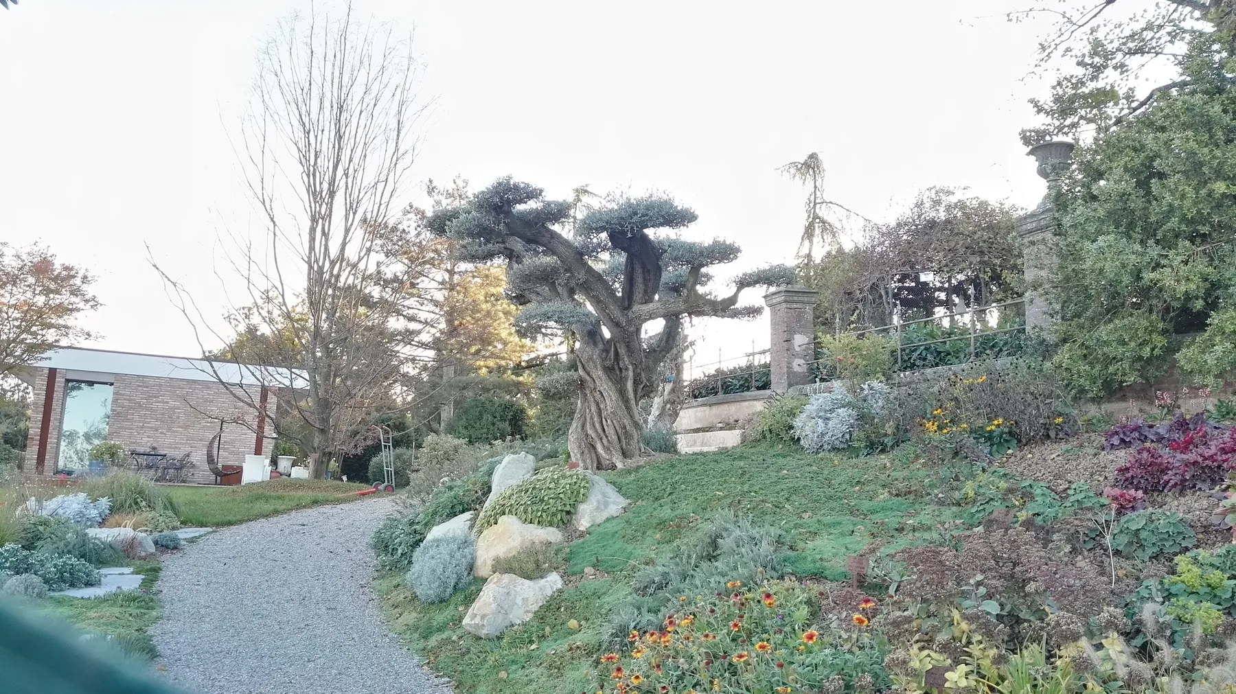 Giardino in pendenza con un vialetto in ghiaia, massi chiari fra le aiuole fiorite e un olivo potato a nuvola in alto