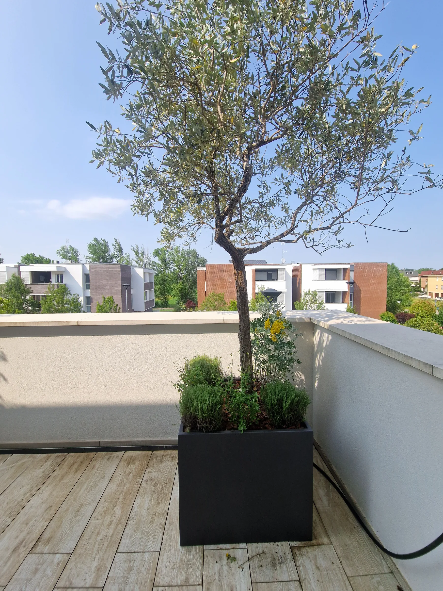 Olivo in una fioriera quadrata antracite su un terrazzo con pavimento effetto legno, con altre piante ai piedi e i palazzi sullo sfondo