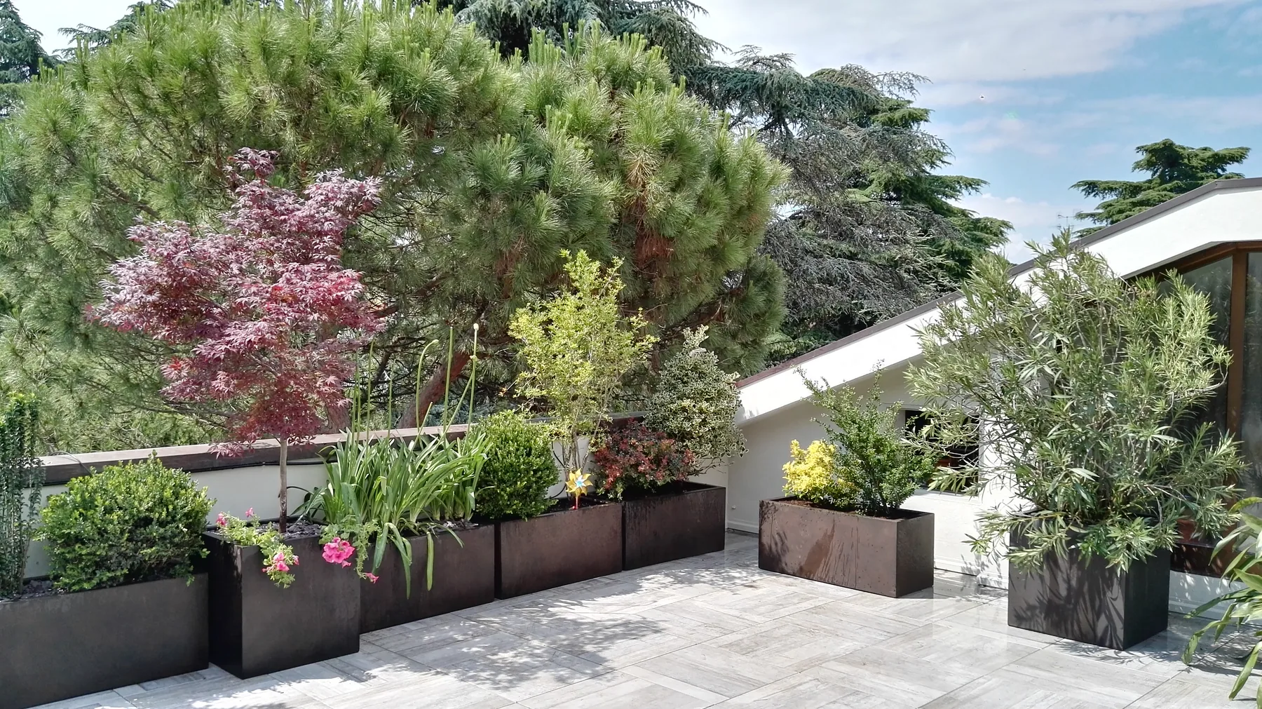 Terrazzo con fioriere nere piene di aceri rossi, bambù e arbusti, sotto un grande pino, su un pavimento di pietra chiara