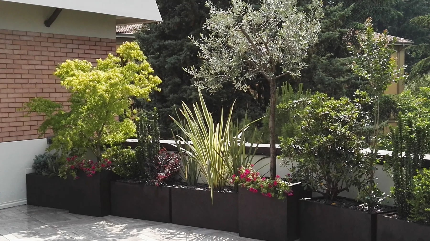 Fioriere scure lungo il parapetto di un terrazzo, con un olivo ad alberello, un acero verde chiaro, phormium e fioriture rosse
