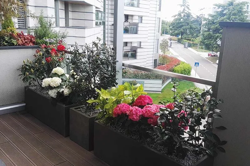 Balcone con fioriere scure di ortensie bianche e fucsia e arbusti, affacciato su una strada alberata
