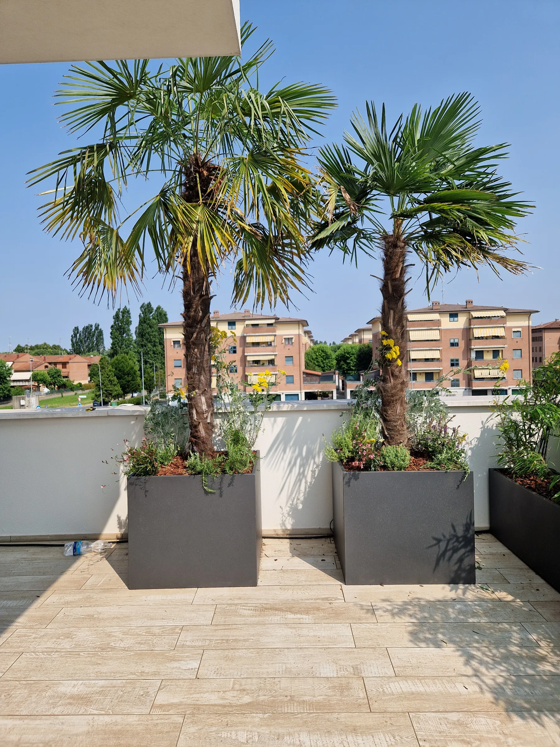 Due palme in fioriere quadrate grigie con fioriture ai piedi, su un terrazzo dal pavimento chiaro con i condomini sullo sfondo