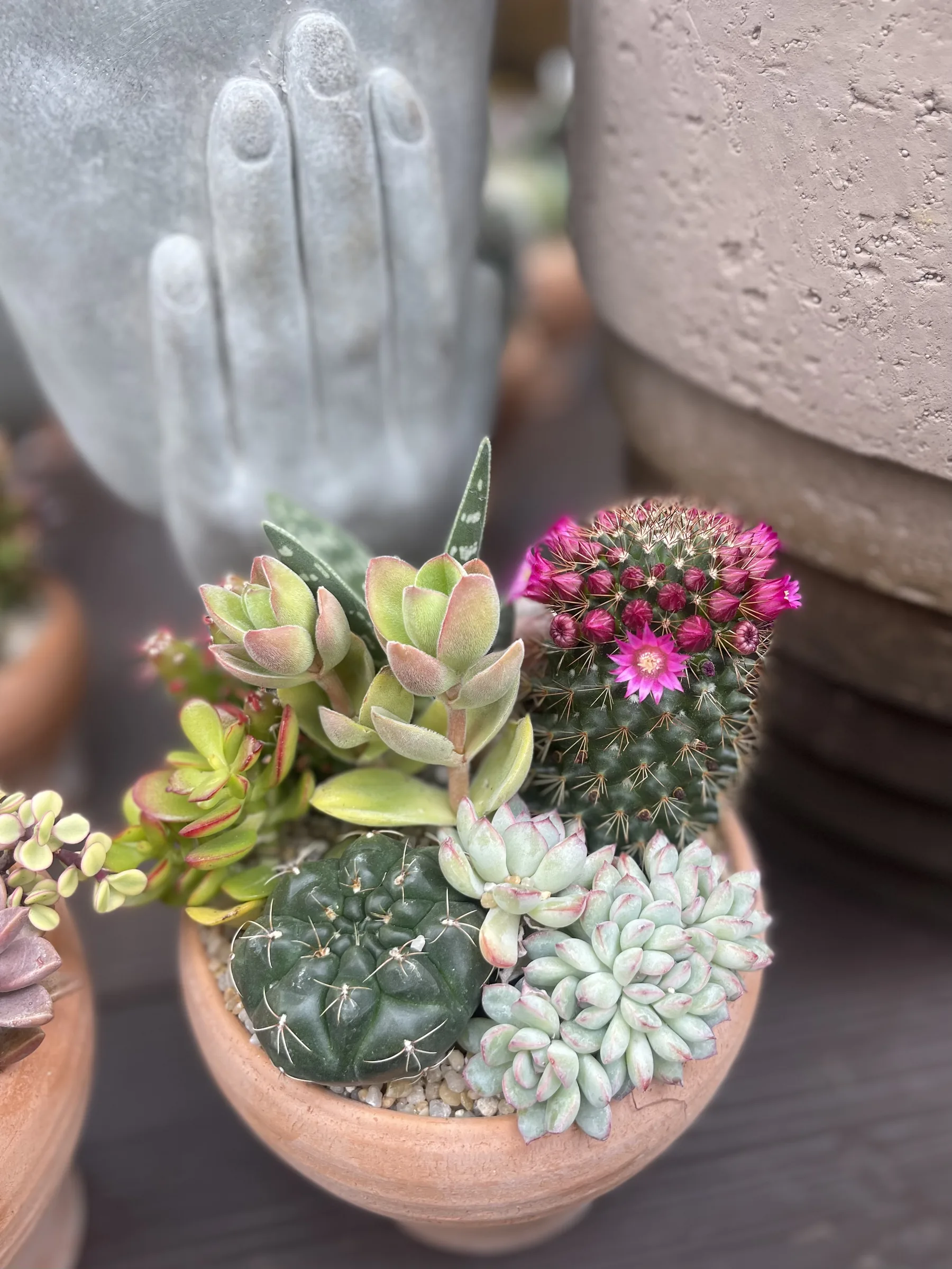 Composizione di cactus fioriti e succulente in una ciotola di terracotta