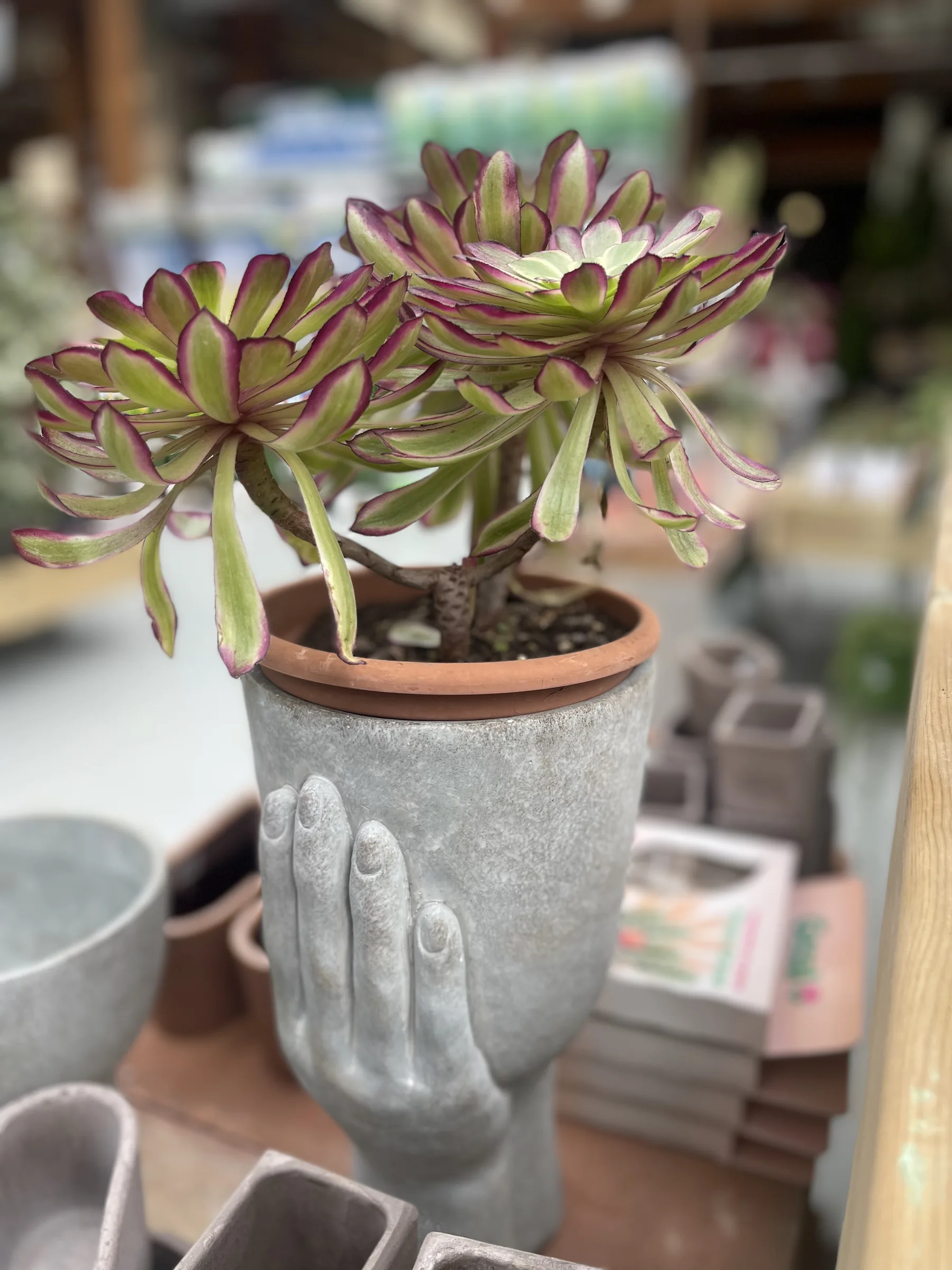 Succulenta a rosette in un vaso di cemento a forma di mani