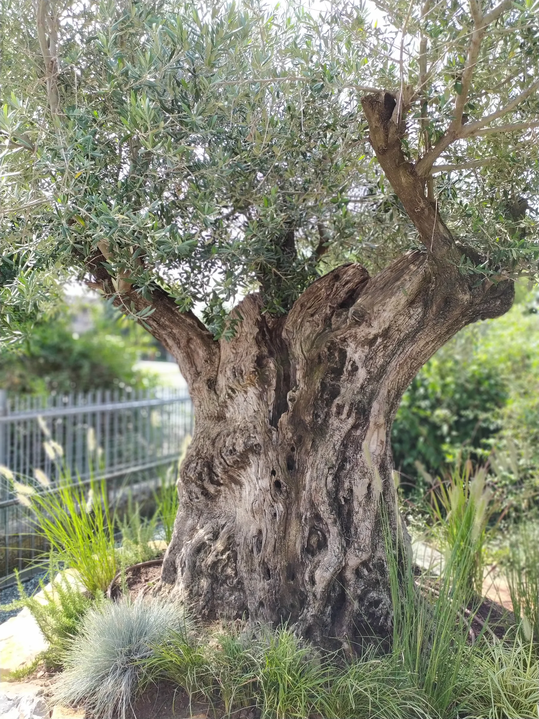 Tronco scultoreo di un olivo secolare, con graminacee ai piedi