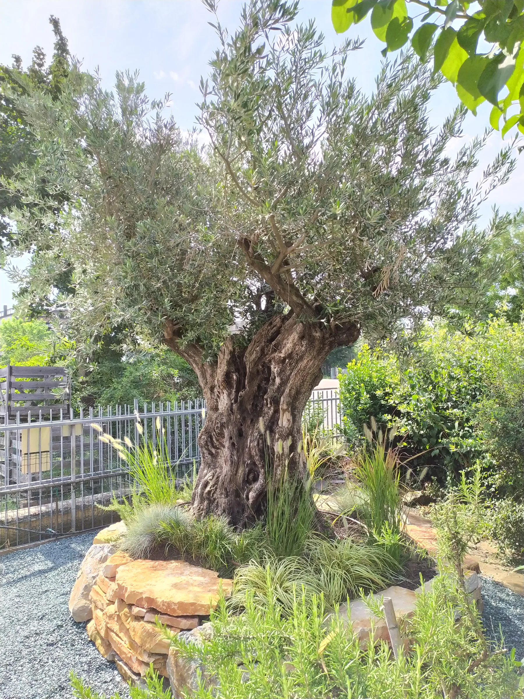 Olivo secolare su un'aiuola bordata di pietra, fra rosmarino e graminacee