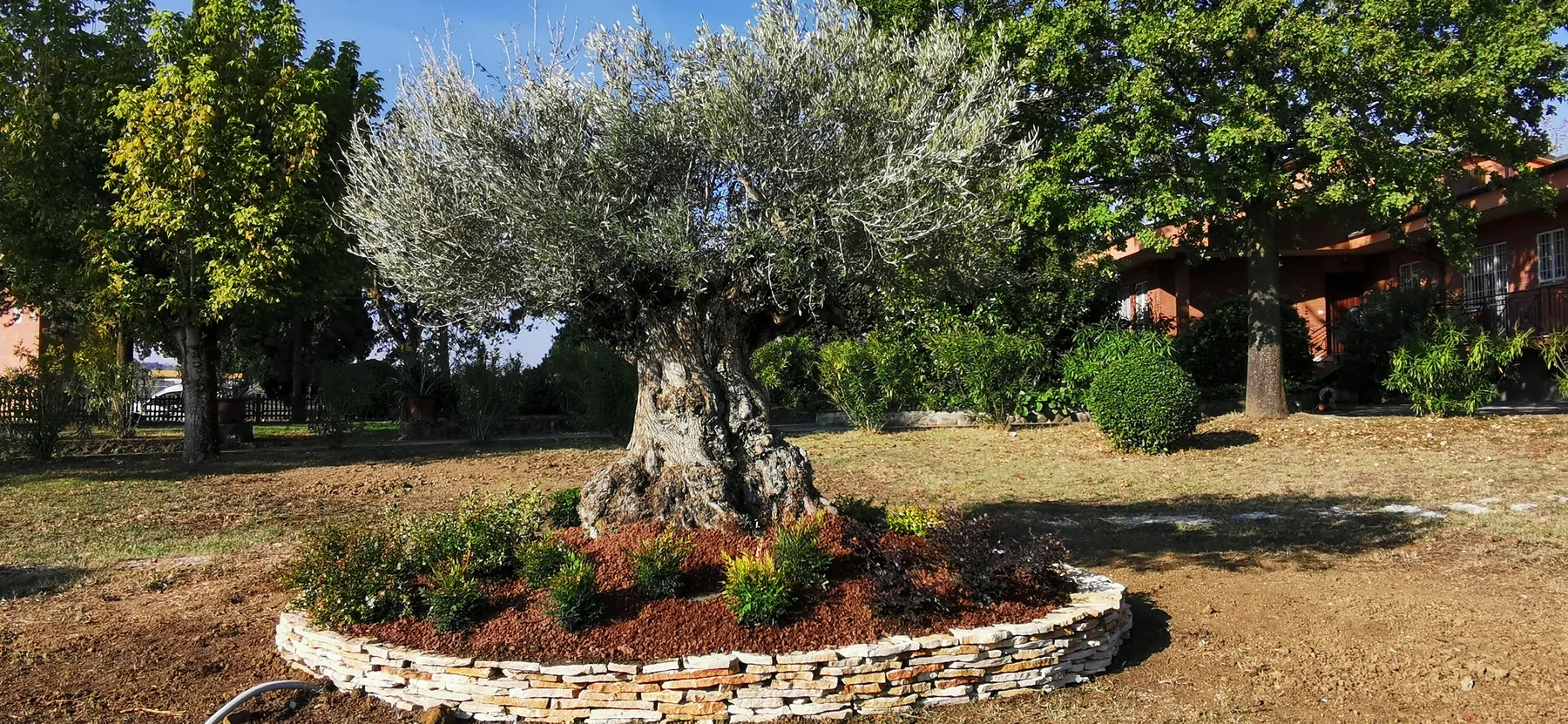 Olivo secolare al centro di un'aiuola tonda in pietra a secco