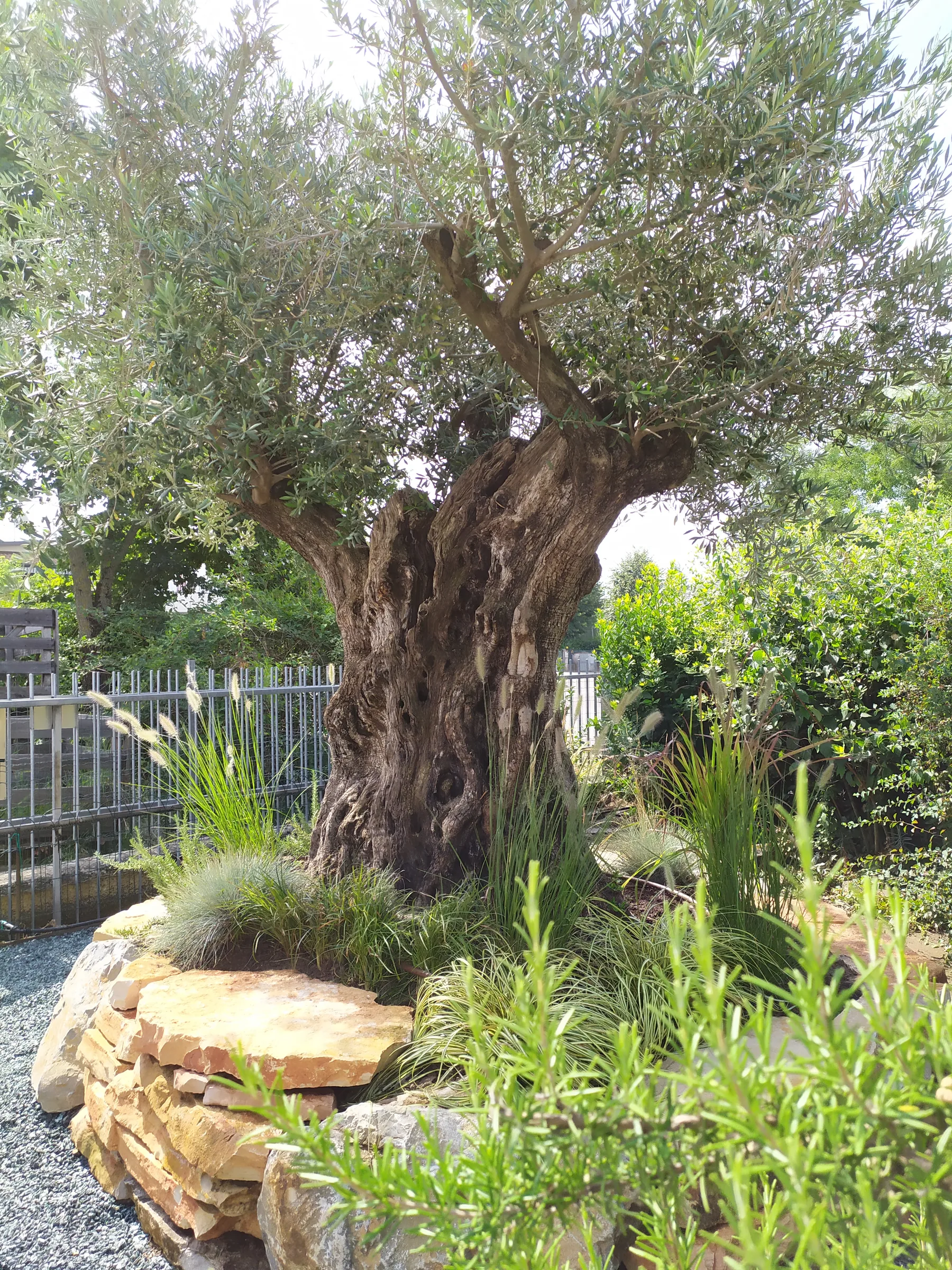 Olivo secolare dal tronco contorto su un'aiuola rialzata in pietra, fra graminacee e ghiaia