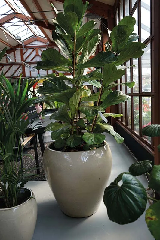 Ficus lyrata in un grande vaso color crema, con altre piante verdi sotto la serra