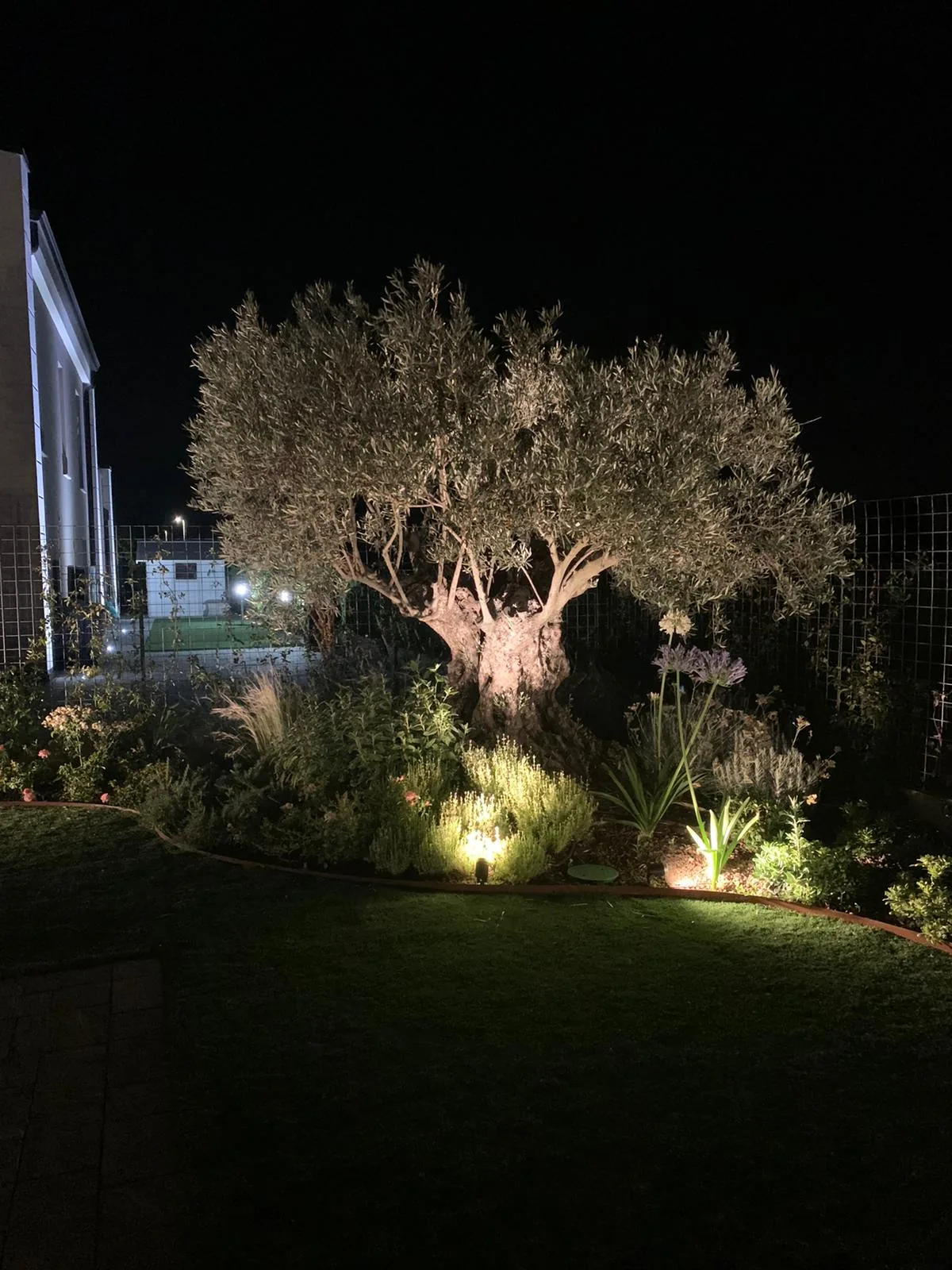 Olivo illuminato di notte in un'aiuola con agapanti e graminacee, al bordo di un prato