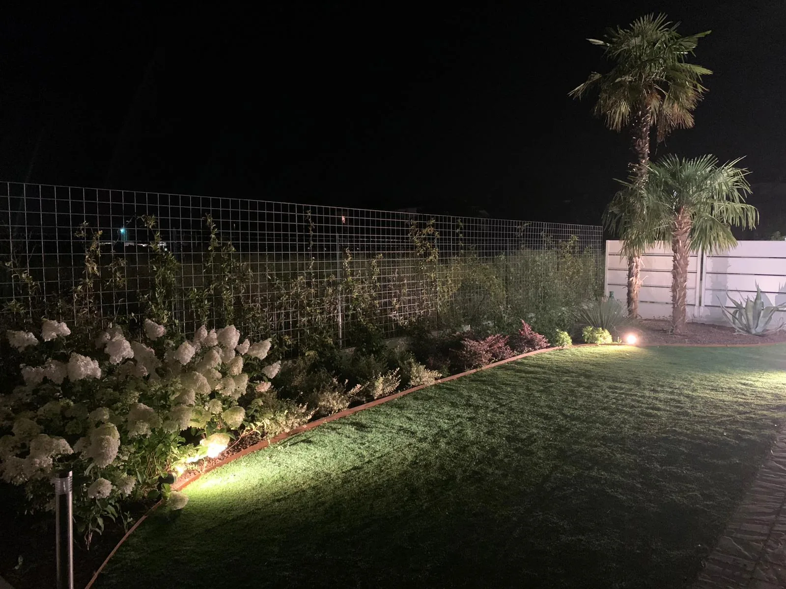 Giardino di notte con una bordura di ortensie bianche illuminata da faretti bassi lungo il prato, una rete con rampicanti e due palme sul fondo