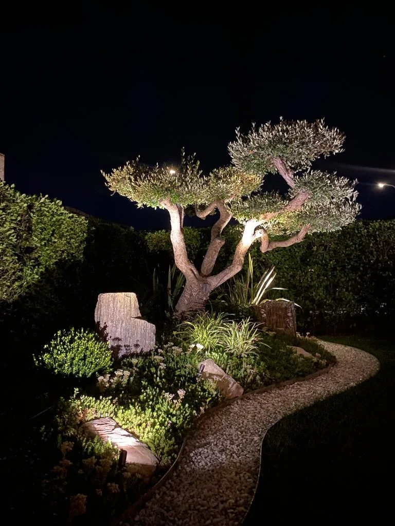 Lo stesso olivo a nuvola visto da vicino, con i faretti che illuminano massi e piante lungo il vialetto curvo