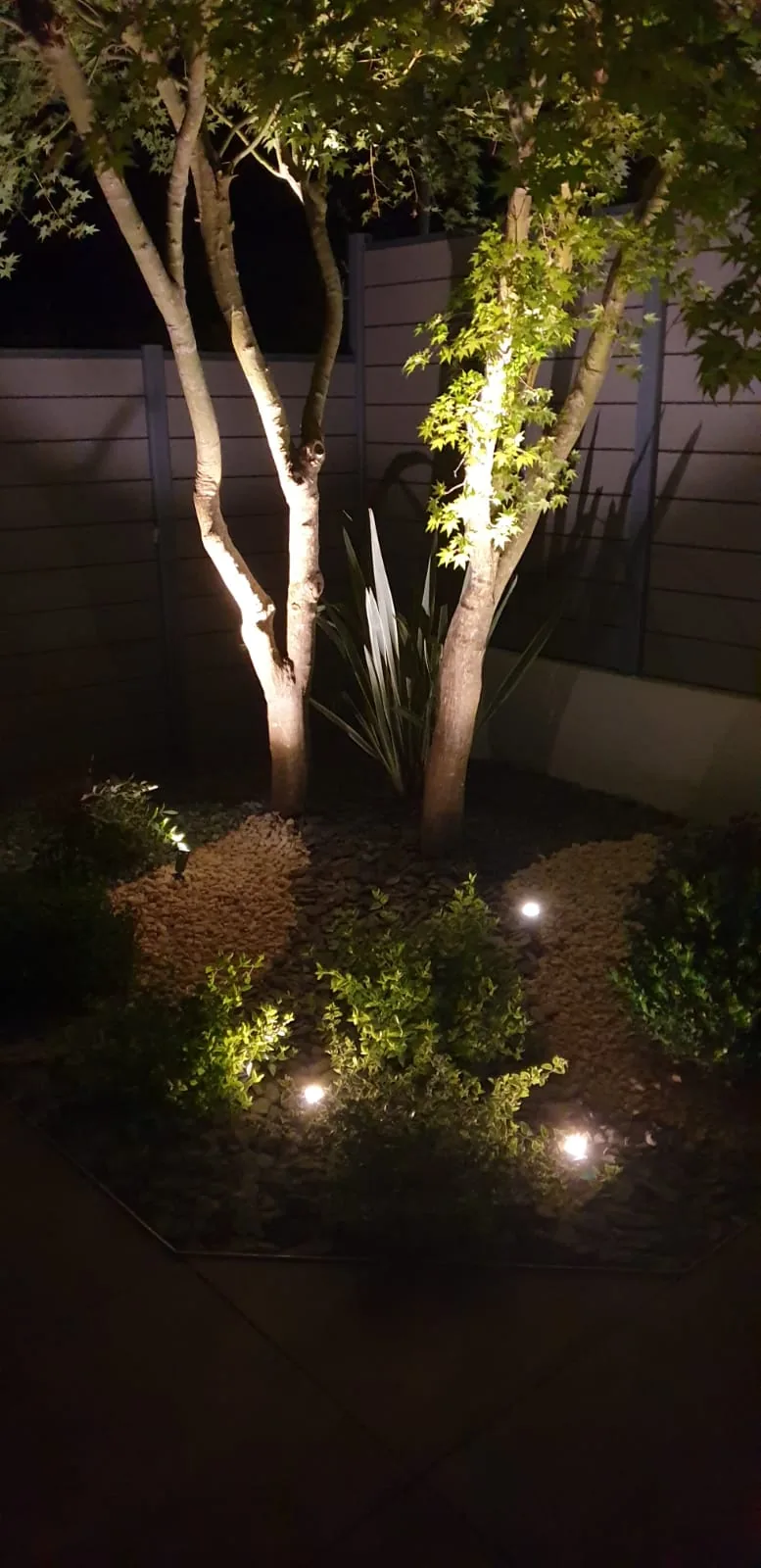 Albero a più tronchi illuminato dal basso di notte, con piccoli faretti fra le piante dell'aiuola