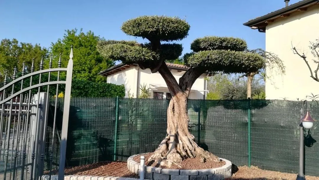 Olivo secolare potato a nuvola in un'aiuola tonda, dietro un cancello in ferro e una recinzione schermata
