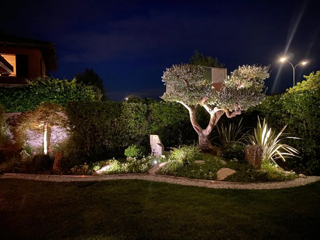 Giardino di sera con un olivo potato a nuvole illuminato dal basso e un sentiero di ghiaia chiara che curva fra prato e aiuola