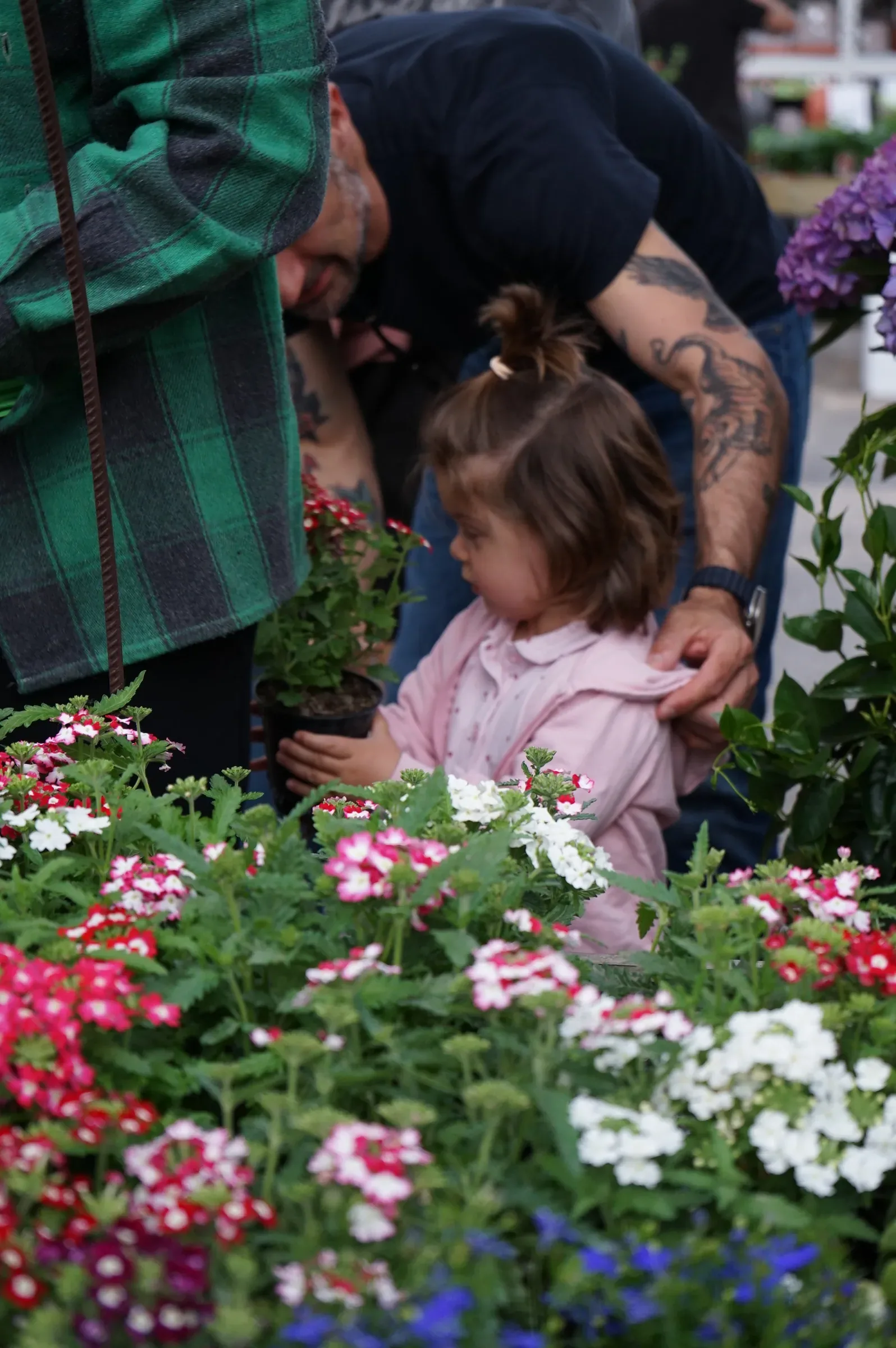 Una bambina con la giacca rosa fra i vasi di verbene bianche e rosa, con un adulto chinato accanto a lei