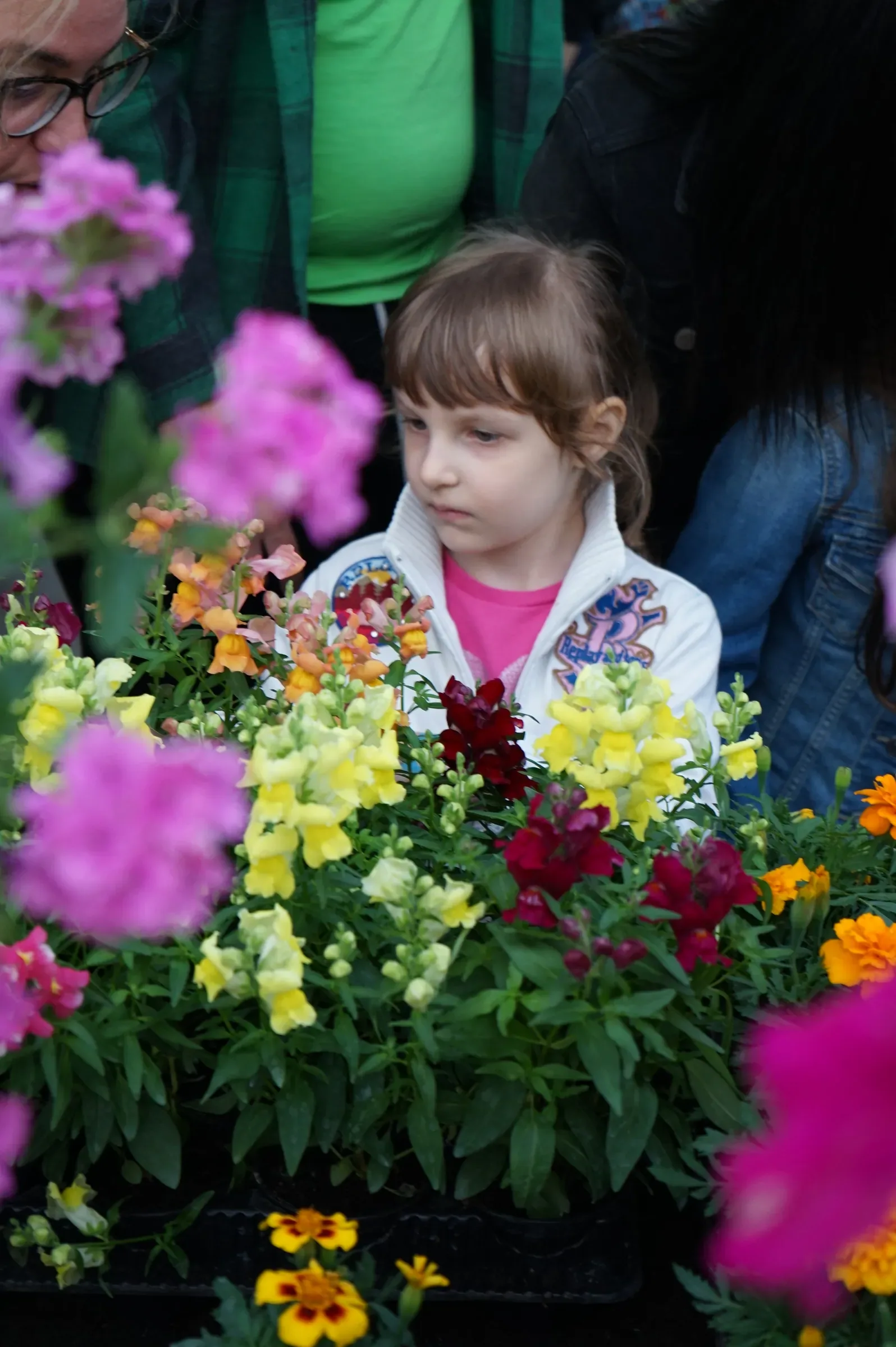 Una bambina con la frangia guarda i fiori da dietro un banco di bocche di leone gialle e fiori fucsia