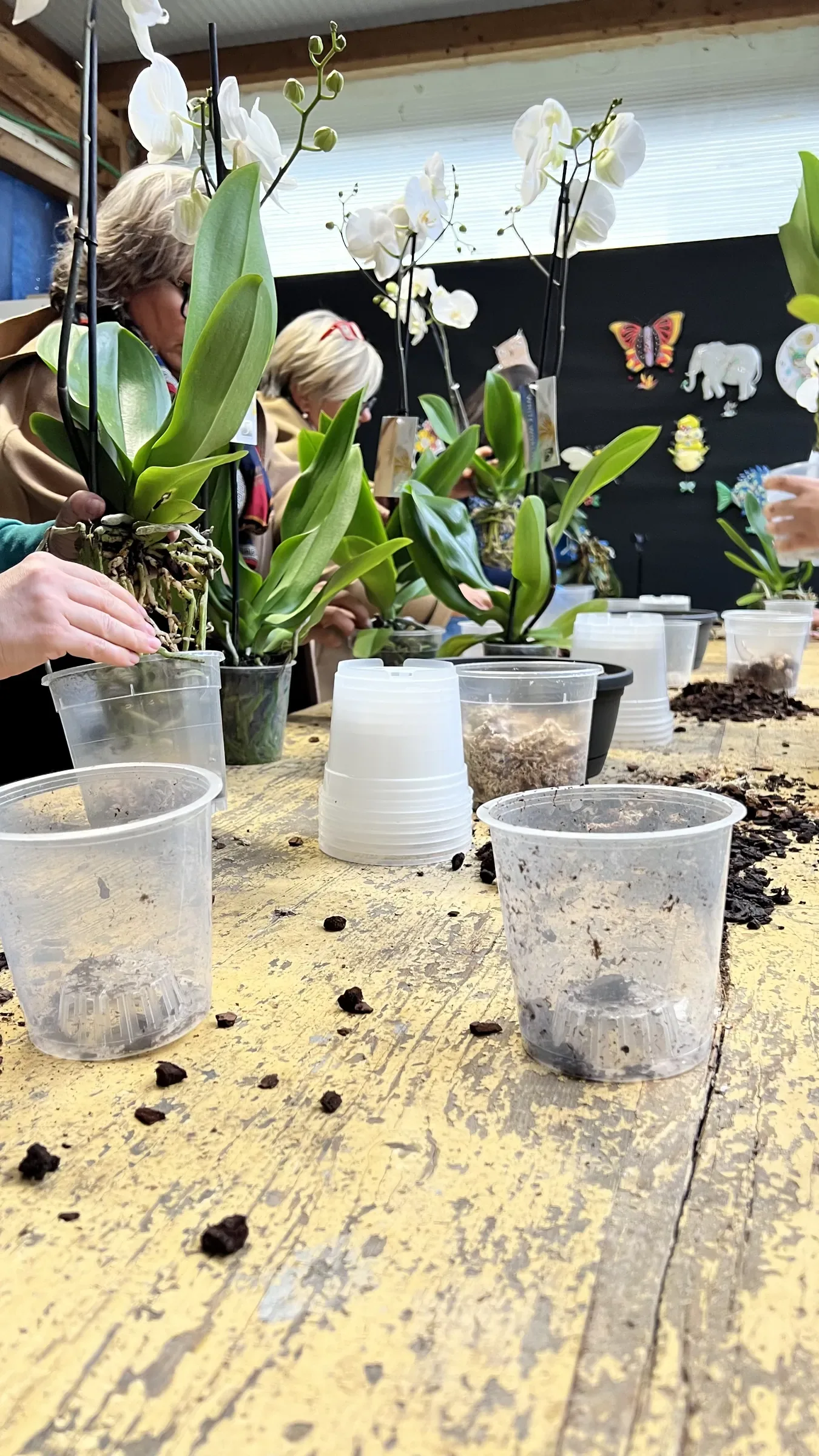 Il tavolo del laboratorio con i vasi trasparenti e il terriccio, e i partecipanti al lavoro sulle orchidee in fondo