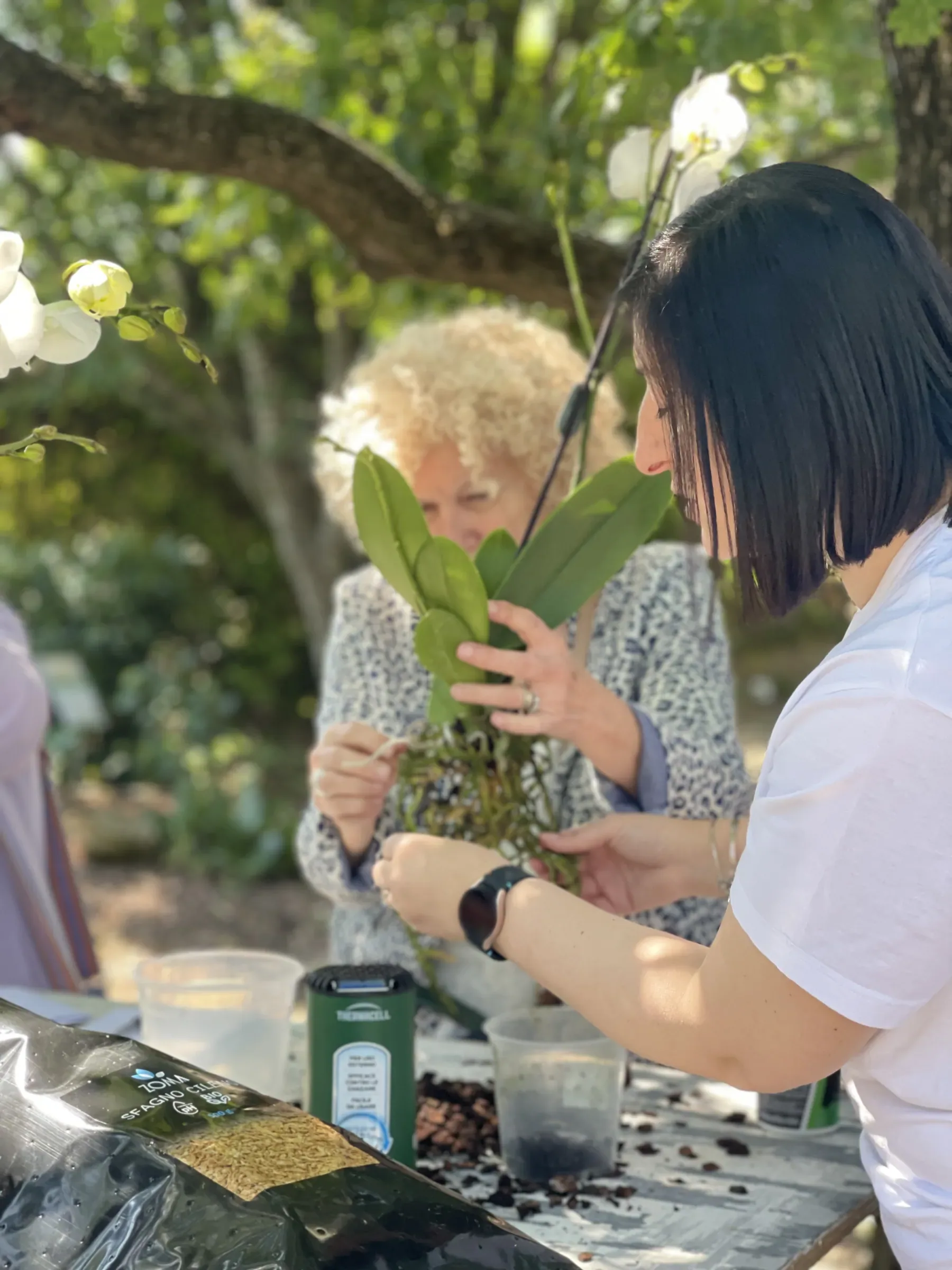 Due donne districano insieme le radici di un'orchidea sopra il tavolo, sotto gli alberi