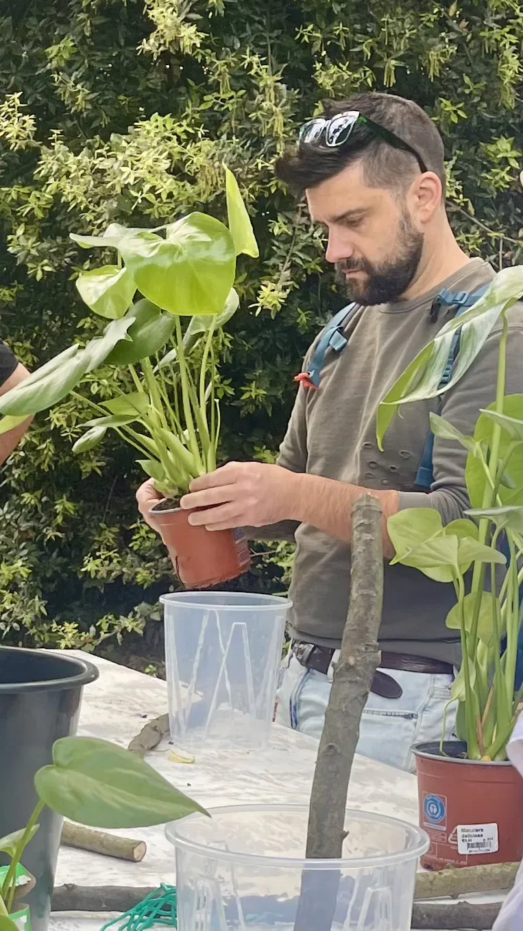 Un ragazzo sfila una monstera dal vaso di terracotta, davanti a un vaso trasparente con dentro il ramo per tutore