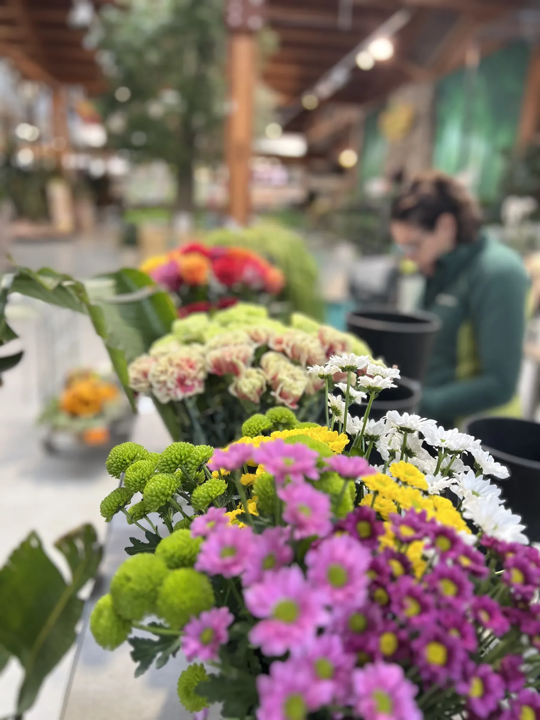 Mazzi di crisantemi fucsia, gialli, bianchi e verdi in primo piano e dietro, sfocata, una fiorista in giacca verde al lavoro al banco