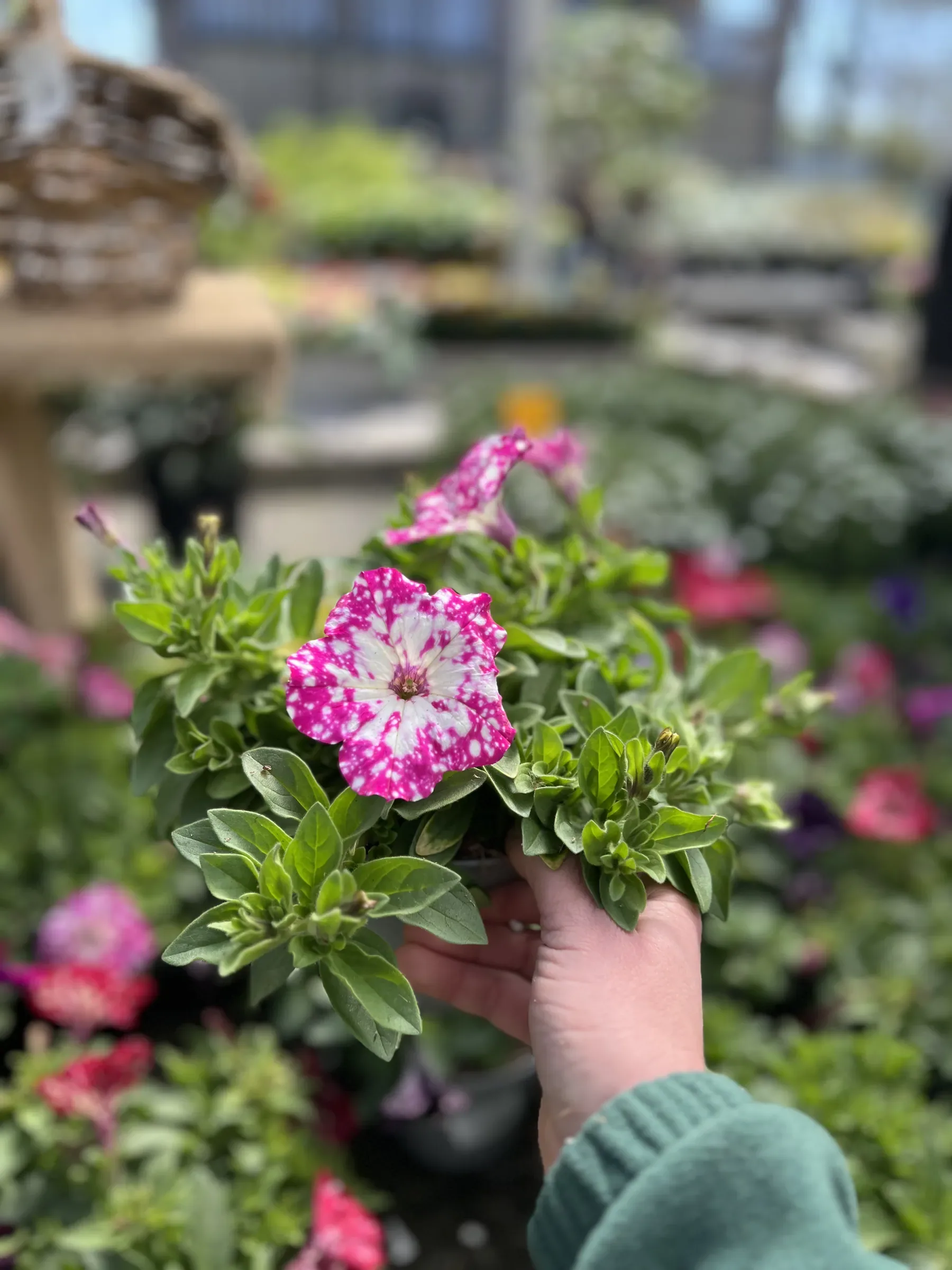 Una mano regge un vaso di petunie fucsia screziate di bianco, fra i banchi fioriti del vivaio