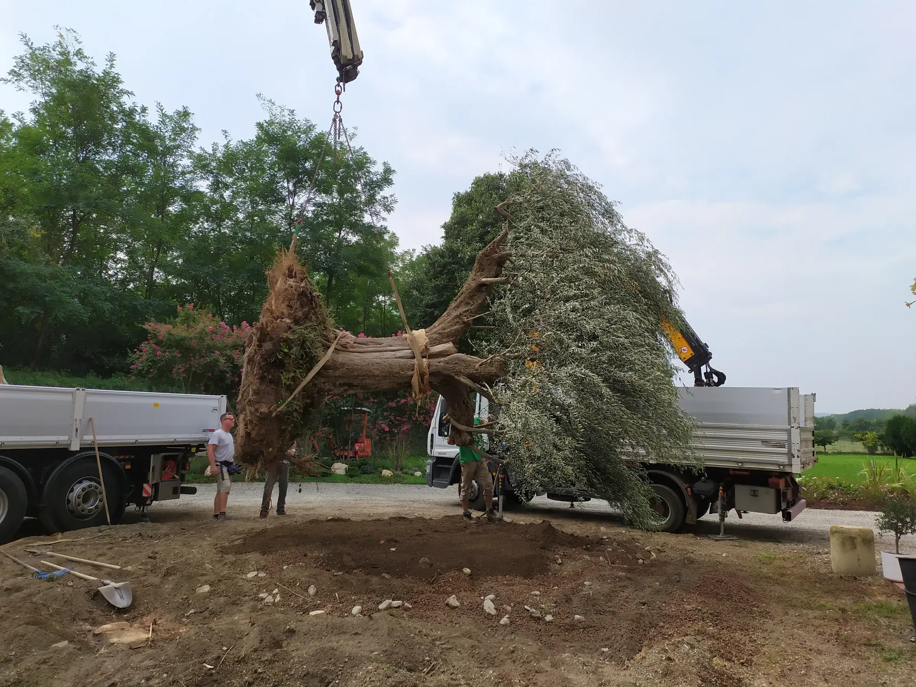 Olivo secolare sollevato dalla gru sopra la buca scavata nel terreno, con tre giardinieri che lo guidano fra due camion