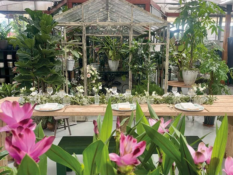 Fiori rosa di curcuma in primo piano e il tavolo lungo davanti alla piccola serra in ferro
