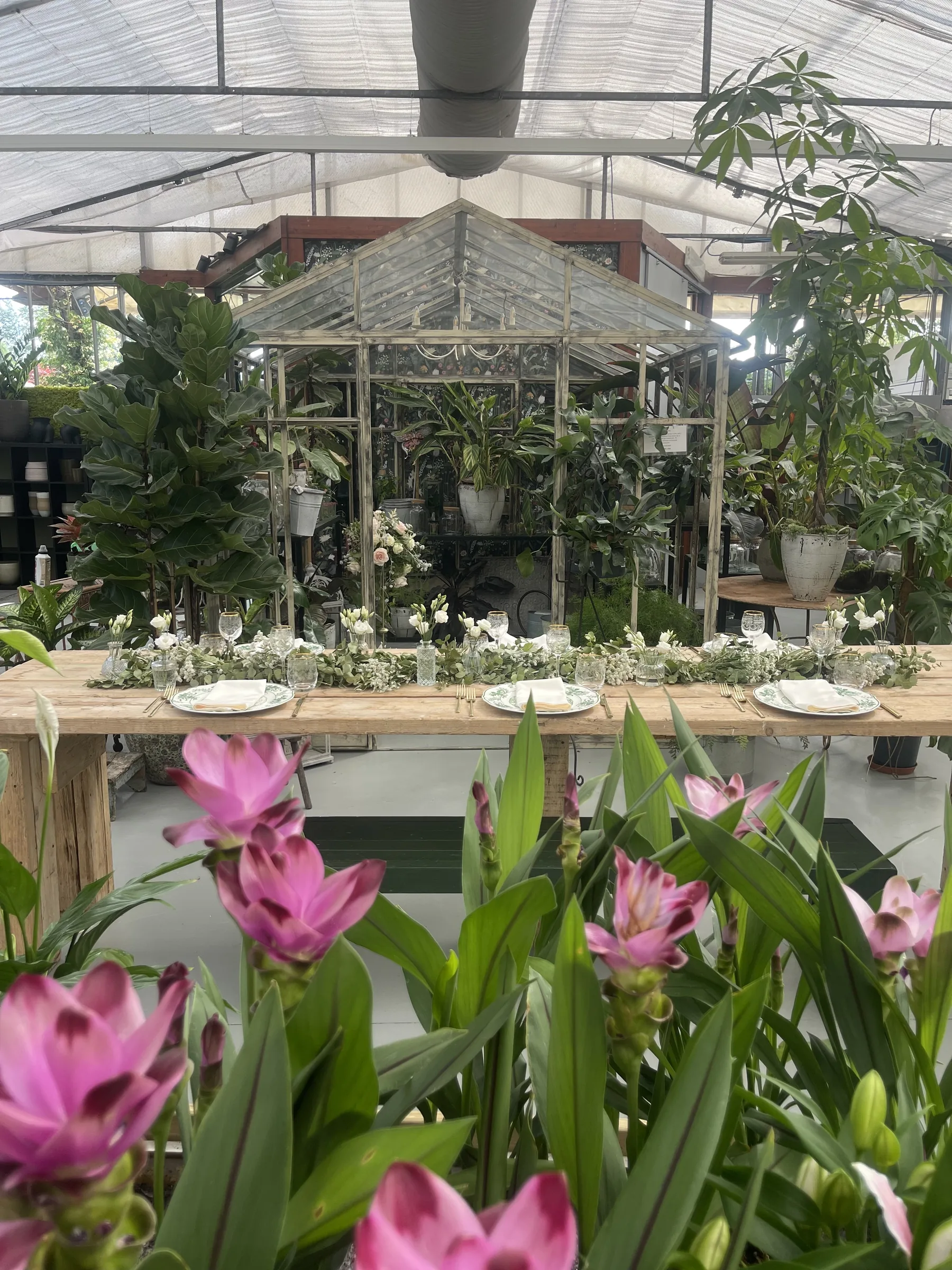 Il tavolo apparecchiato visto oltre i fiori rosa di curcuma, sotto la serra